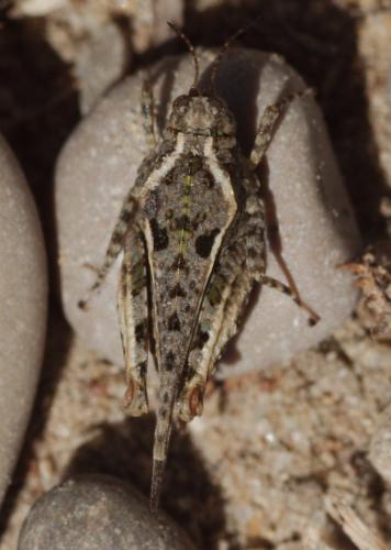 Paratettix meridionalis