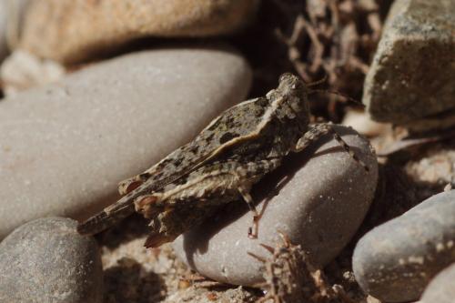 Réf. 148 838 : Paratettix meridionalis