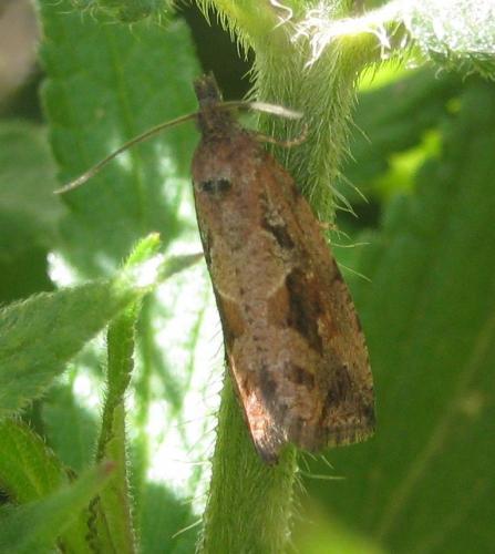 Réf. 148 240 : Endothenia quadrimaculana