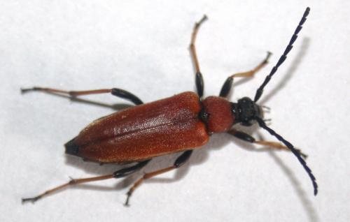 Réf. 148 133 : Stictoleptura rubra