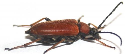 Stictoleptura rubra