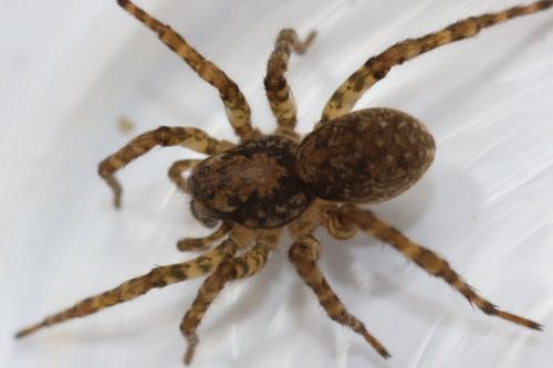 Réf. 148 807 : Arctosa maculata