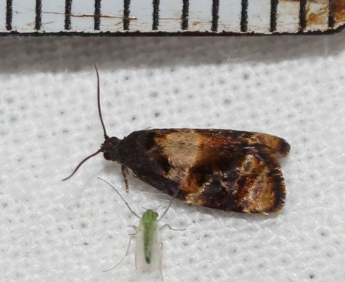 Réf. 148 702 : Ditula angustiorana