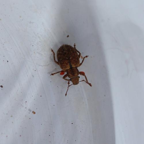 Réf. 148 503 : Strophosoma melanogrammum