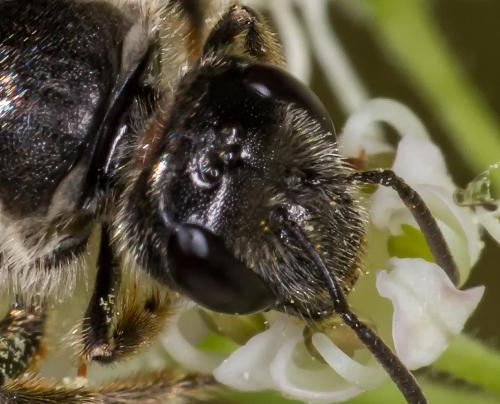 Lasioglossum leucozonium