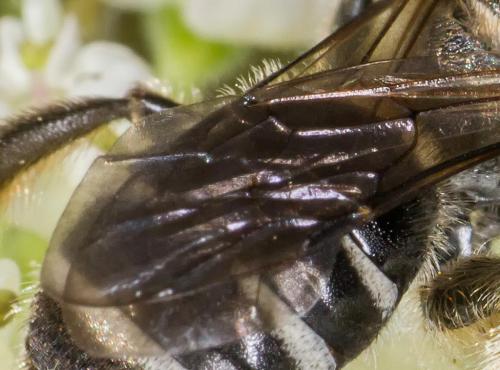 Lasioglossum leucozonium