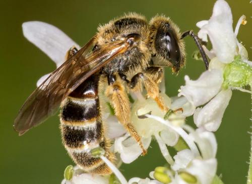 Lasioglossum sp.