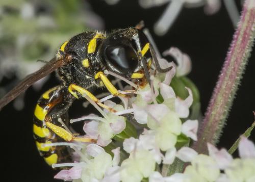 Ectemnius lituratus