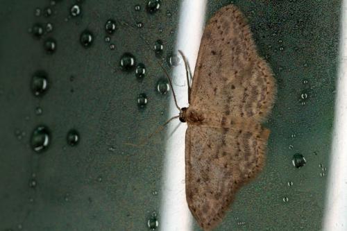 Idaea seriata