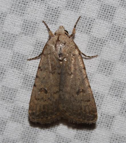 Caradrina sp.