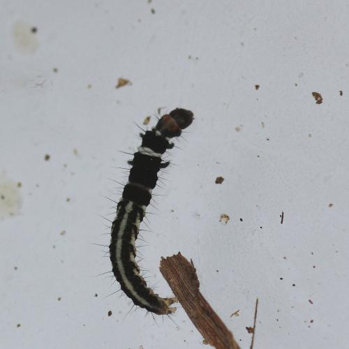 Réf. 148 930 : Helcystogramma triannulella
