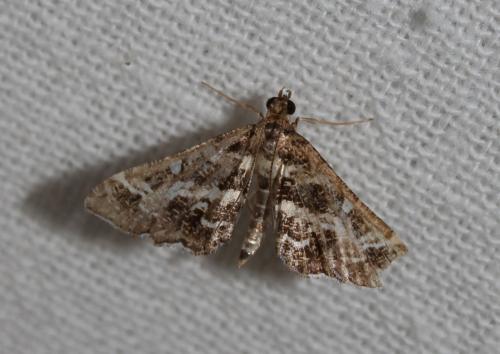 Diasemiopsis ramburialis