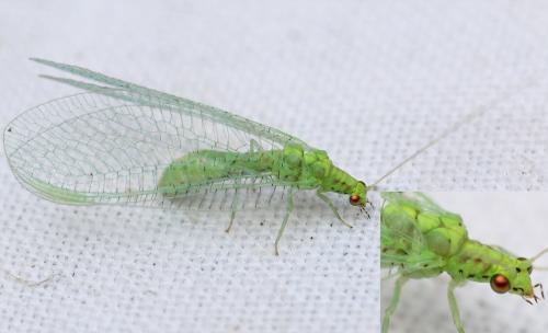 Pseudomallada sp.