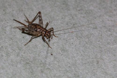 Gryllomorpha dalmatina dalmatina