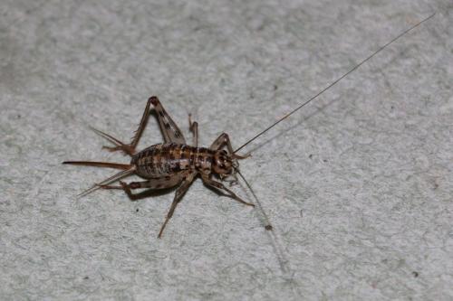 Réf. 148 574 : Gryllomorpha dalmatina dalmatina