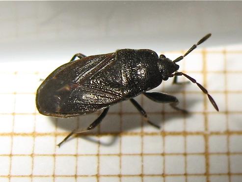 Drymus sp.
