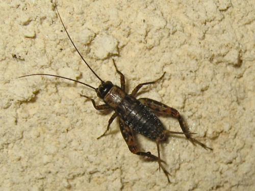 Nemobius sylvestris sylvestris