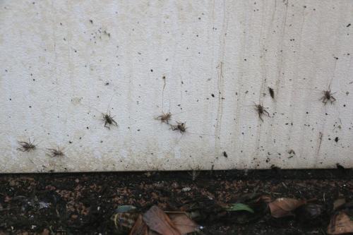 Gryllomorpha dalmatina dalmatina