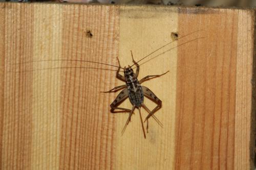 Gryllomorpha dalmatina dalmatina