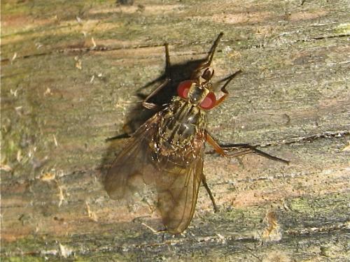 Réf. 148 331 : Phaonia valida