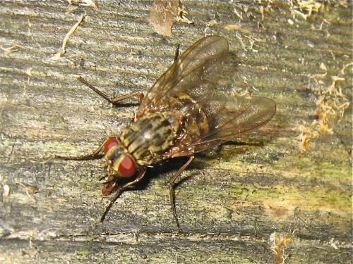 Réf. 148 332 : Phaonia valida