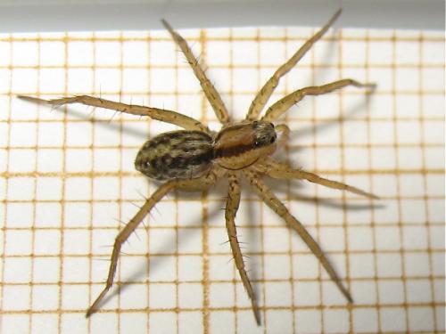 Pardosa sp.