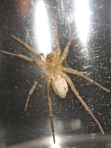 Pardosa sp.