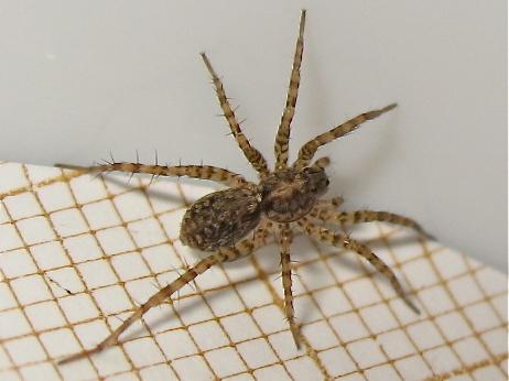 Pardosa sp.