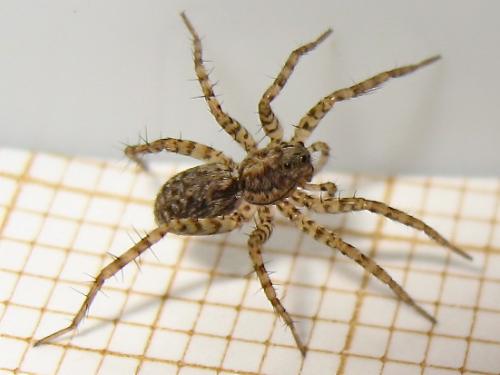 Pardosa sp.