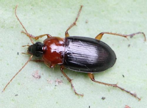 Calathus melanocephalus