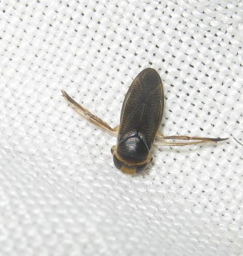 Callicorixa praeusta praeusta