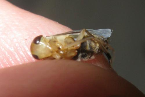 Callicorixa praeusta praeusta