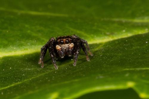 Pseudeuophrys erratica