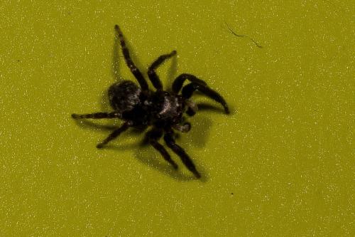 Réf. 148 610 : Pseudeuophrys erratica