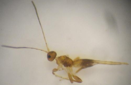 Réf. 148 489 : Sycosoter caudatus