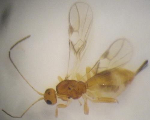 Réf. 148 487 : Sycosoter caudatus