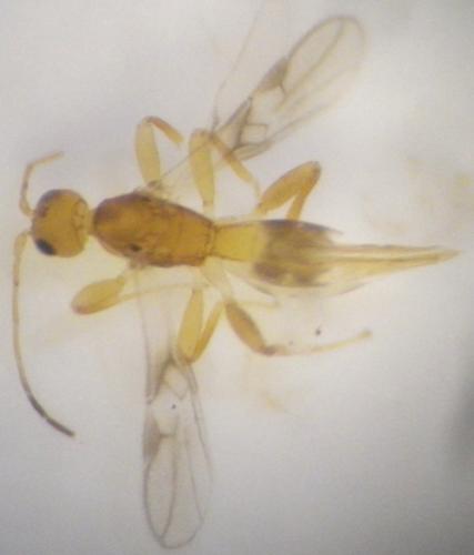 Réf. 148 488 : Sycosoter caudatus