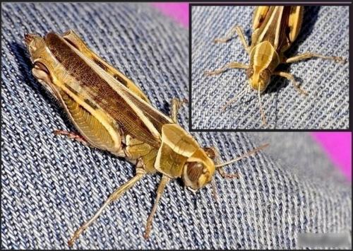 Calliptamus sp.