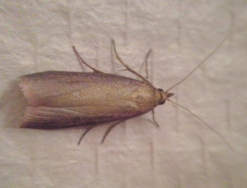 Oncocera semirubella
