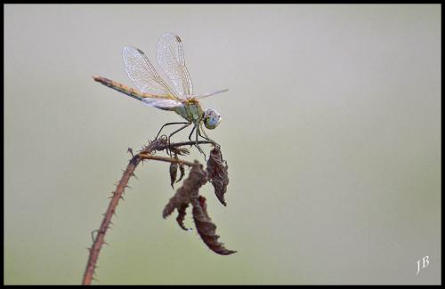 Sympetrum fonscolombii