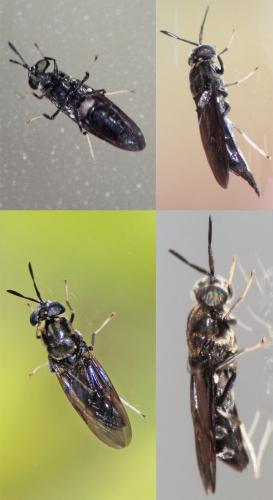 Hermetia illucens