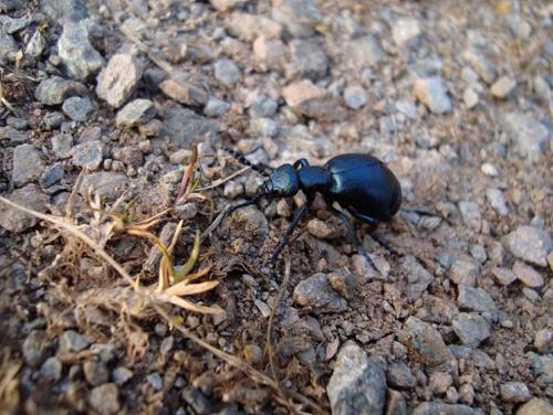 Meloe violaceus