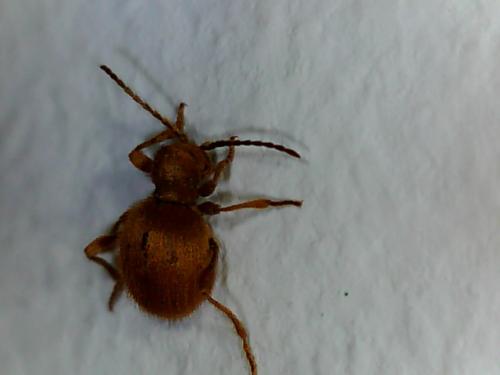 Réf. 148 566 : Niptus hololeucus