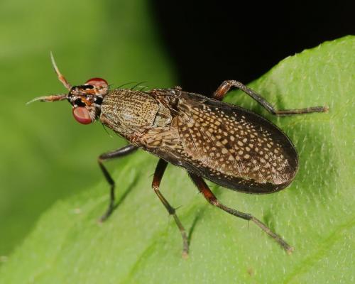 Réf. 148 406 : Coremacera marginata