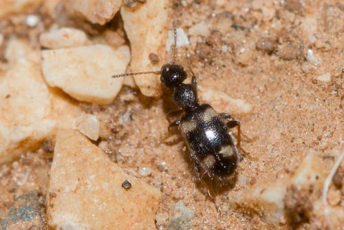 Hirticollis quadriguttatus