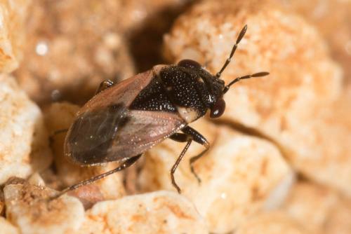Geocoris pallidipennis