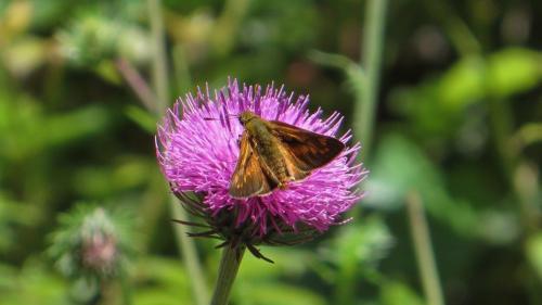 Ochlodes sylvanus