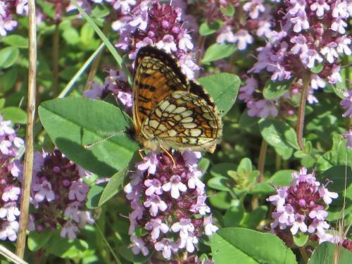 Melitaea athalia