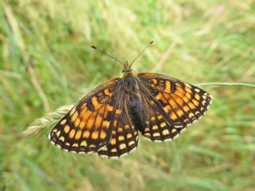 Melitaea diamina