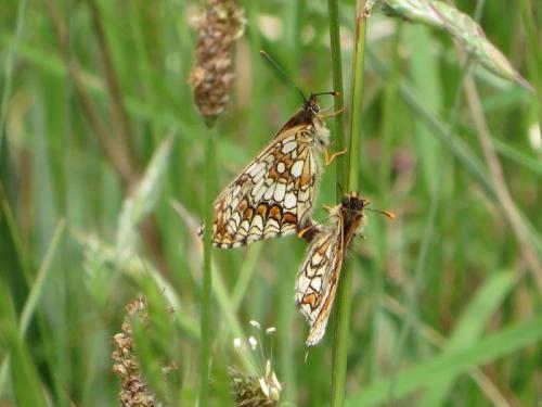 Melitaea sp.